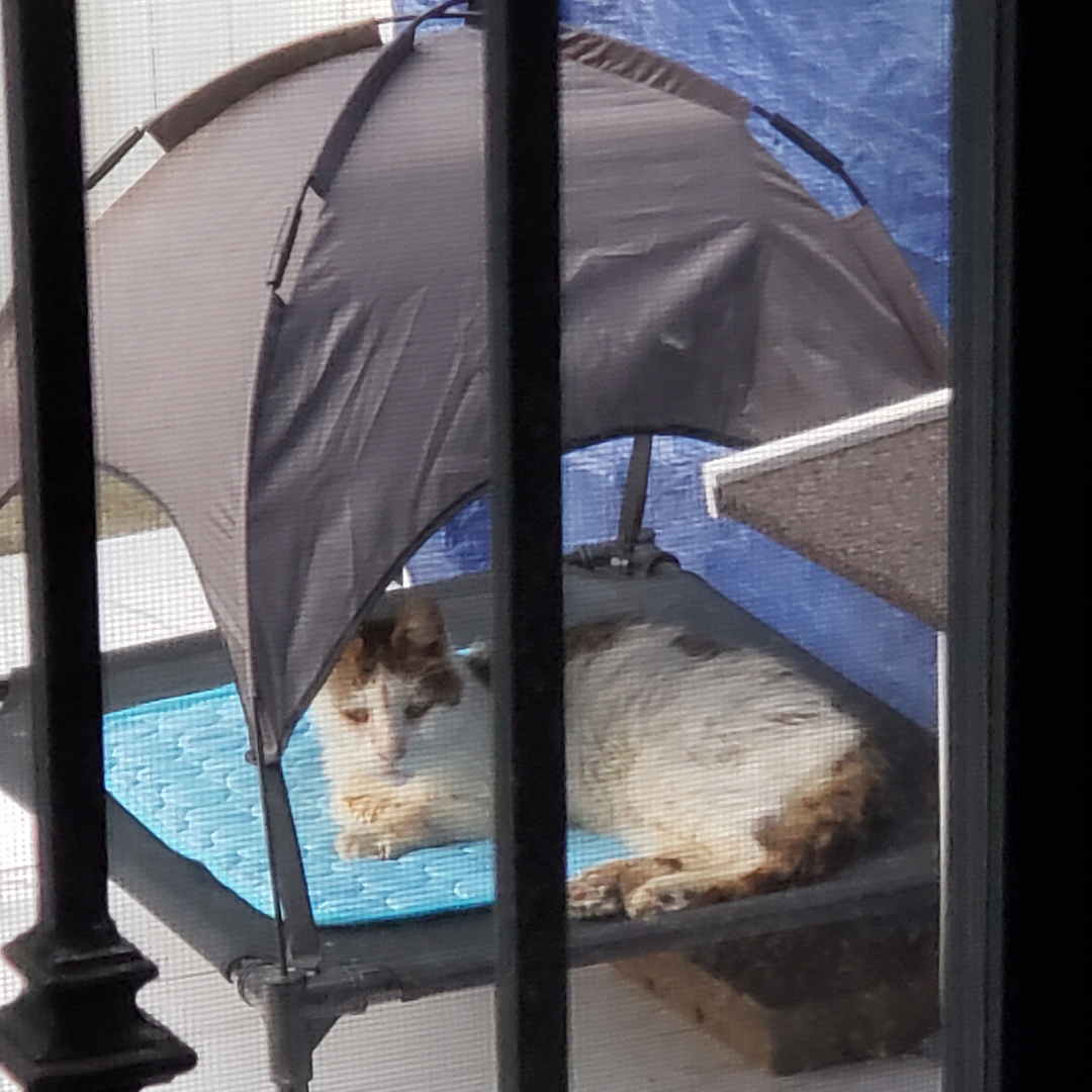 Everyday Purrs grandma tent 1300