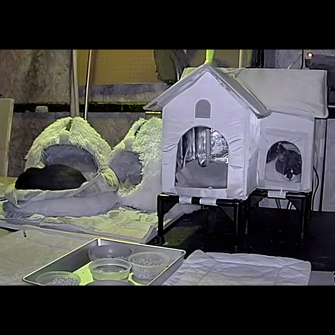 Everyday Purrs hut heated house 1300