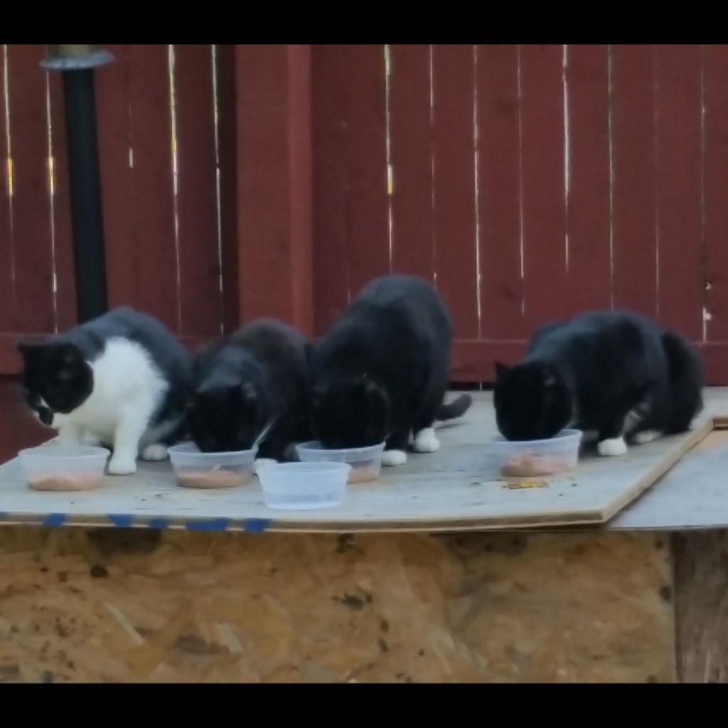 r2 petee, babyboy & whitey eating300