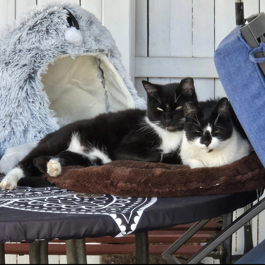 Everyday Purrs w&b outside table 1300